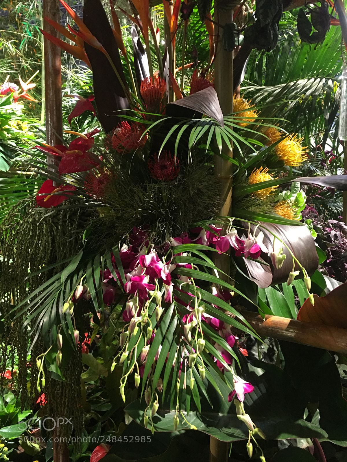 Apple iPhone 6s Plus sample photo. Philadelphia flower show 2018 photography
