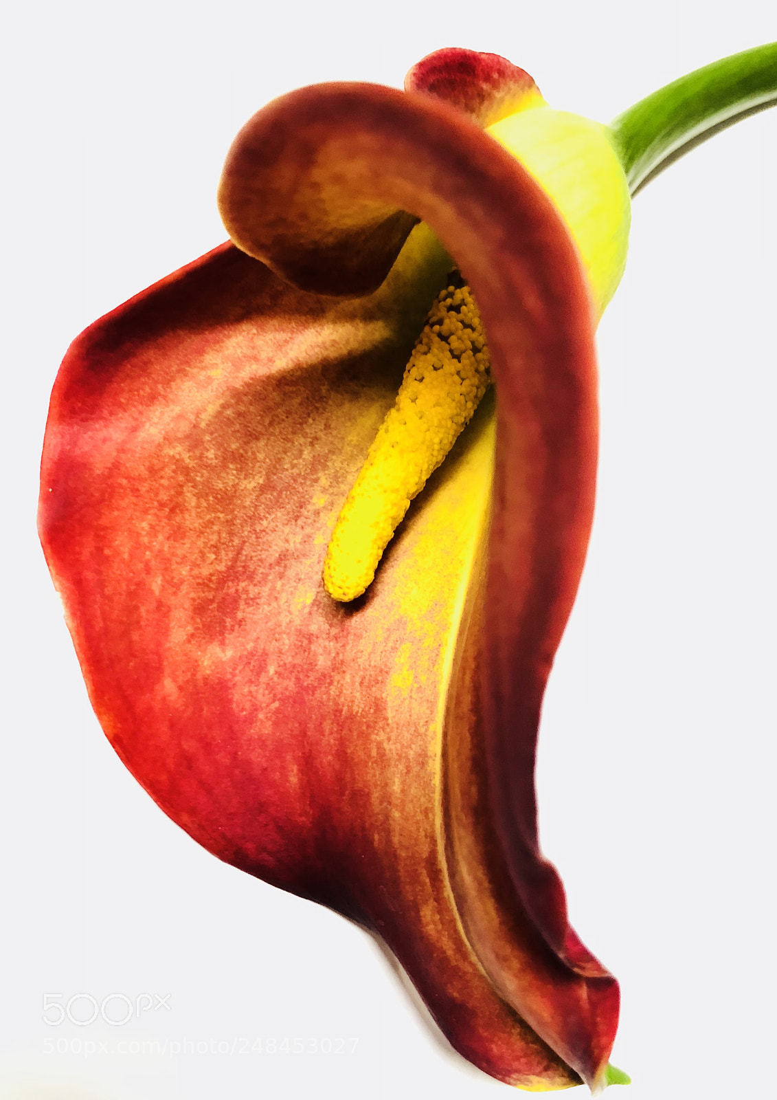 Apple iPhone X sample photo. Awakening photography