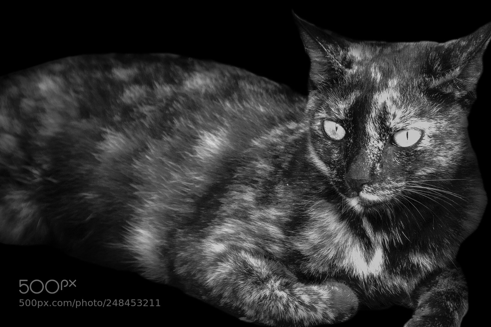 Nikon D500 sample photo. Cat belo photography