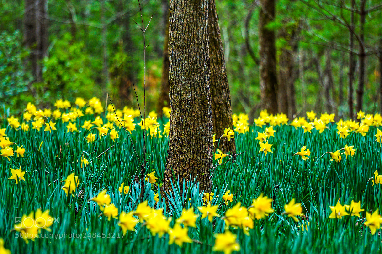 Sony a6000 sample photo. Daffodil flats, linville gorge photography