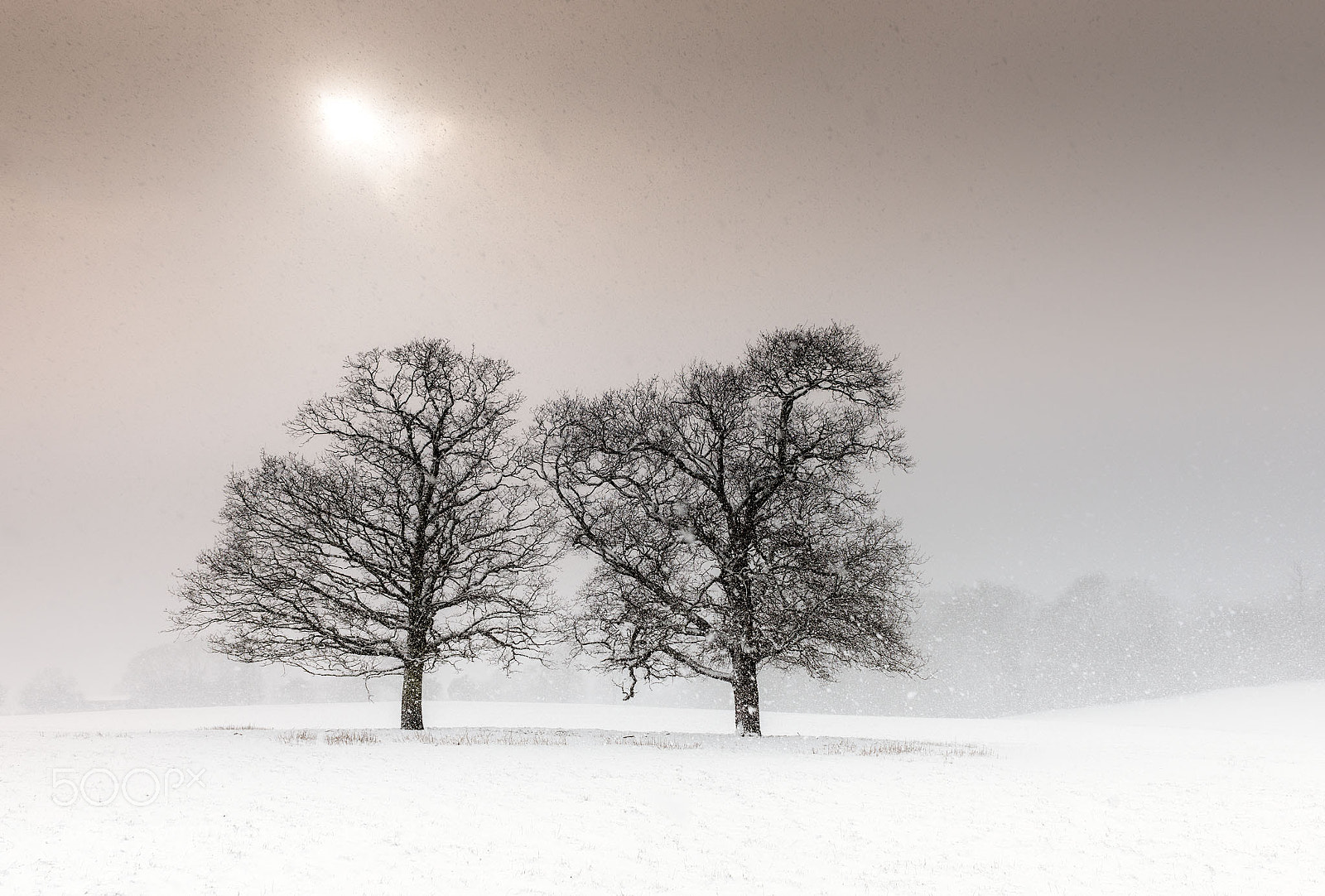 Nikon D800 sample photo. Let it snow photography