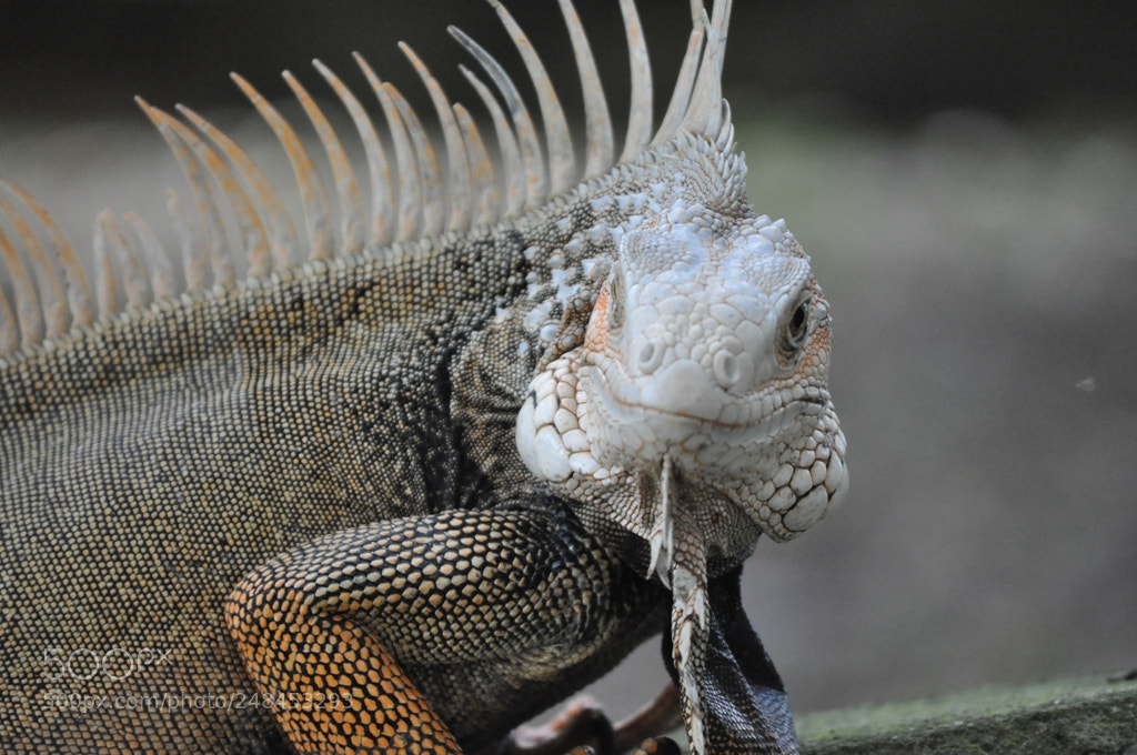 Nikon D5000 sample photo. Hector... photography