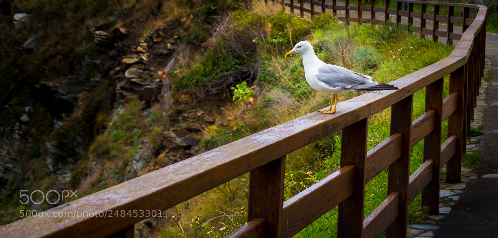 Nikon D3200 sample photo. Seagull on fence photography