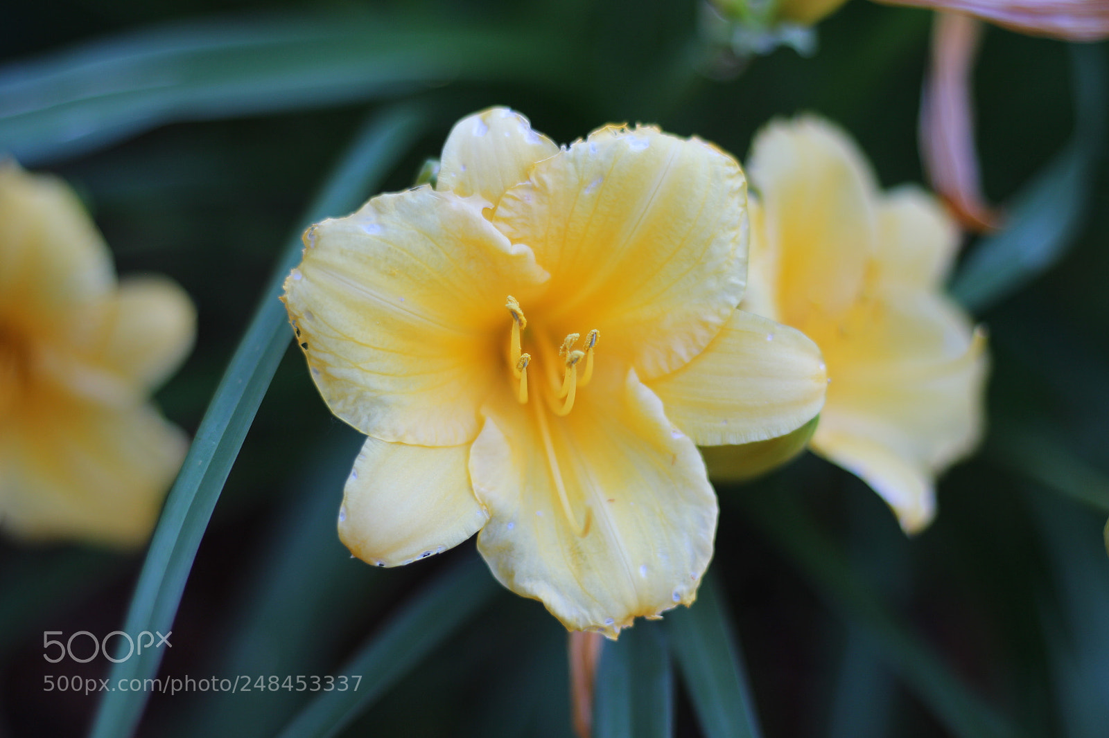 Canon EOS 700D (EOS Rebel T5i / EOS Kiss X7i) sample photo. Flowers photography