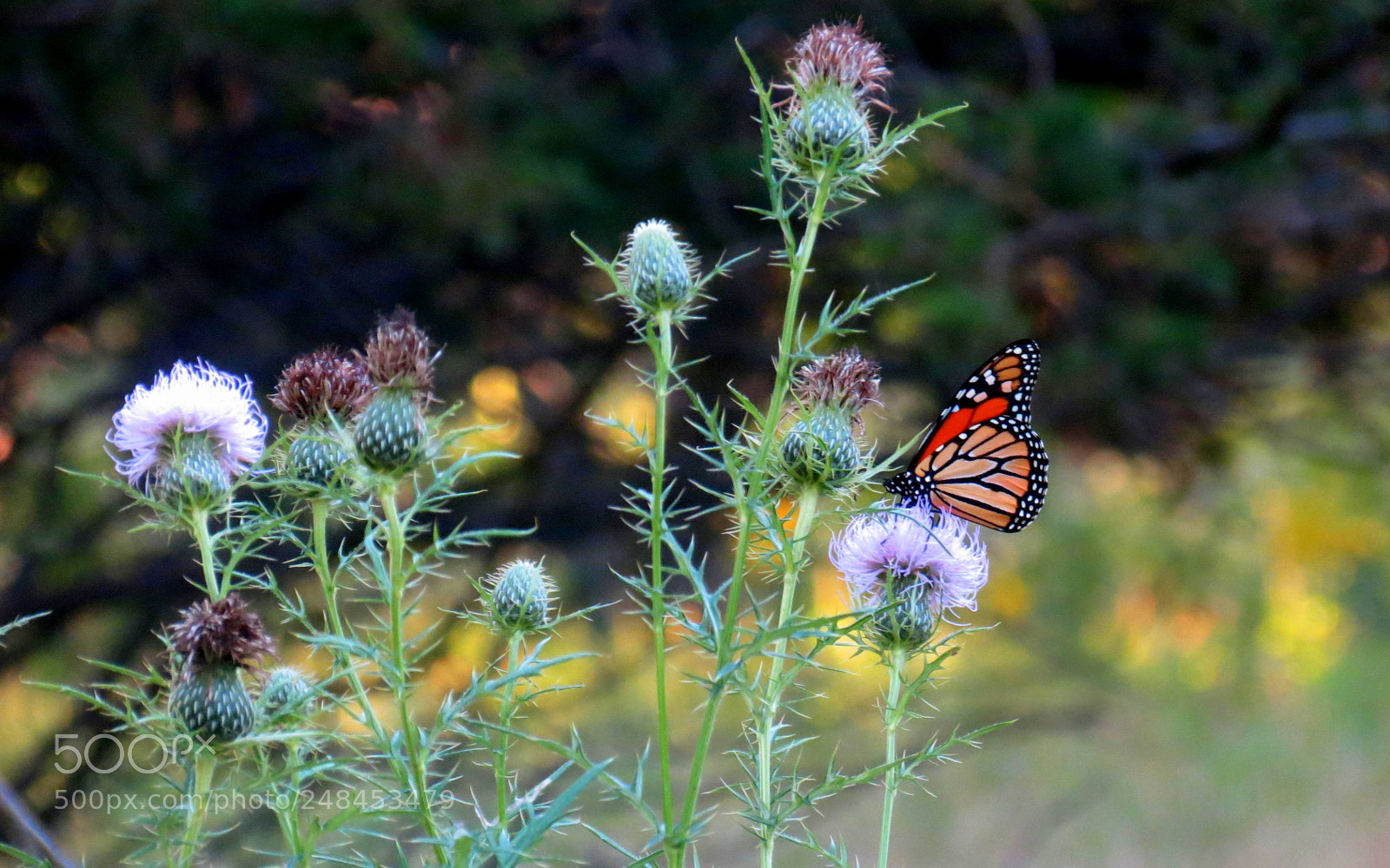 Canon PowerShot SX40 HS sample photo. Monarch and thistle photography
