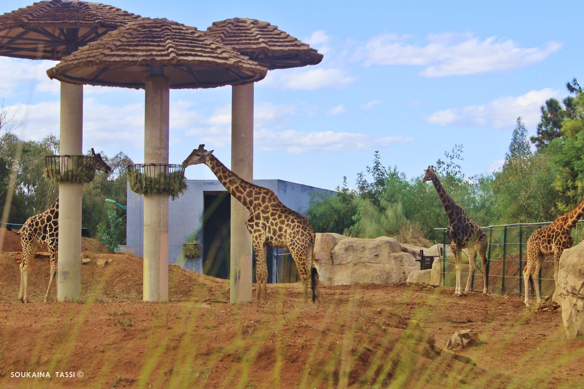 Canon EF-S 18-55mm F3.5-5.6 IS sample photo. Giraffe zoo rabat morocco photography