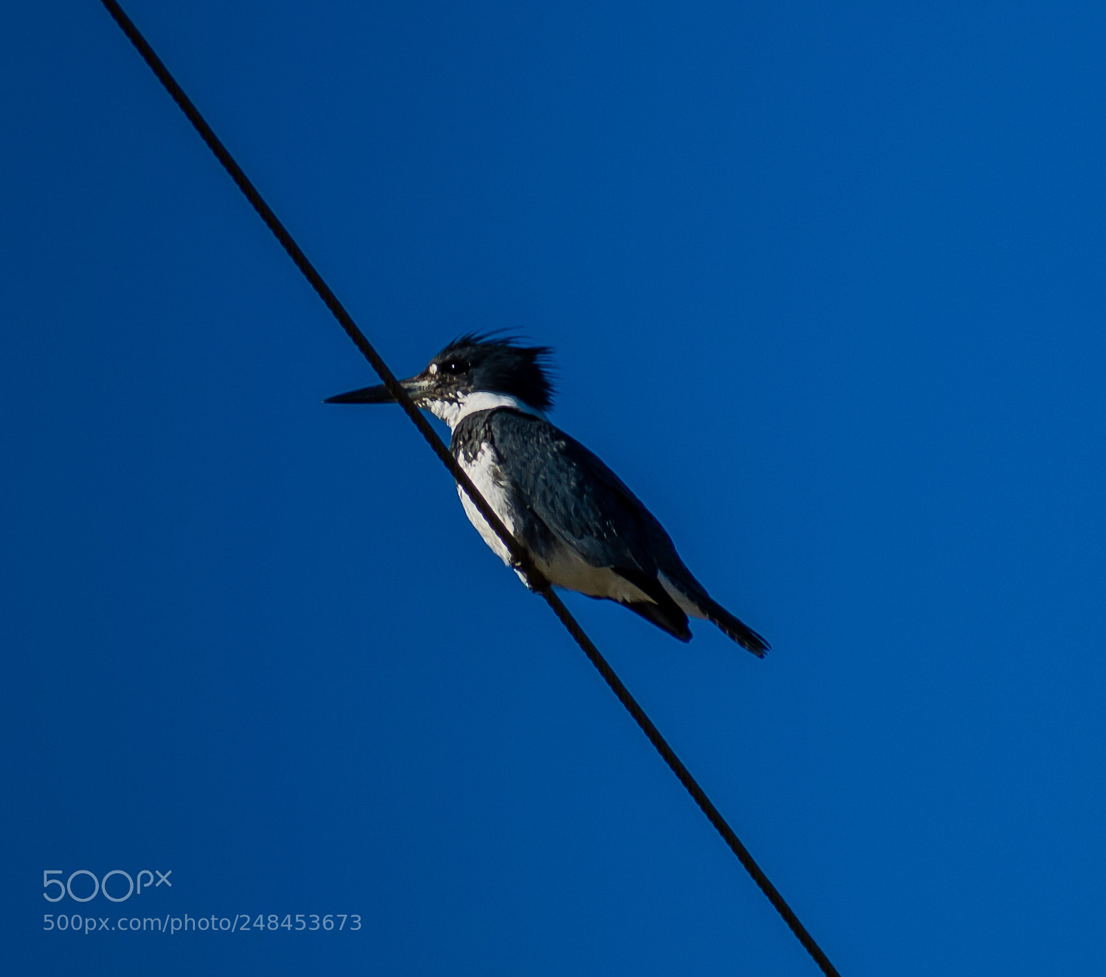 Nikon D7200 sample photo. Belted kingfisher photography