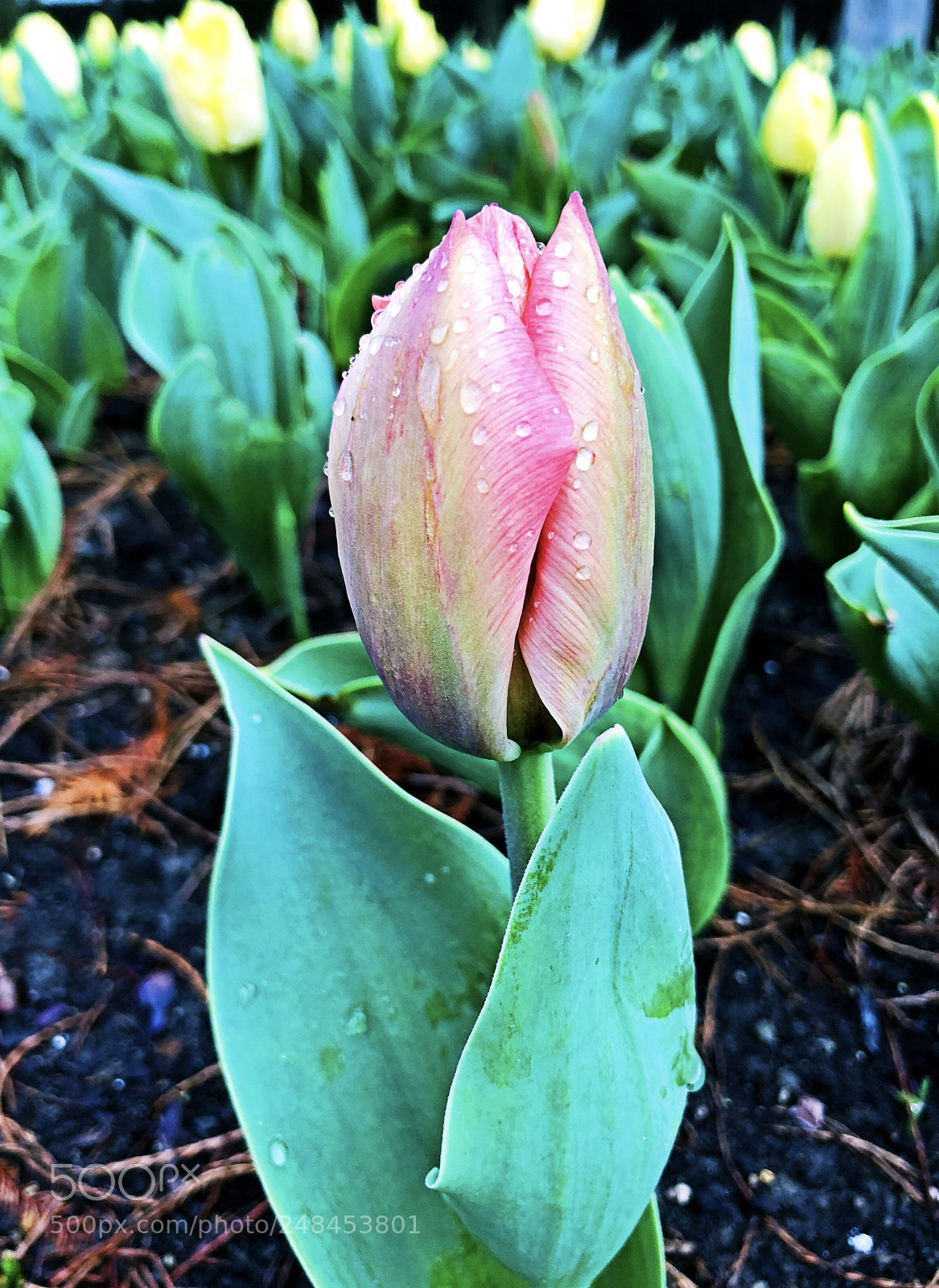 Apple iPhone X sample photo. Untitled photography