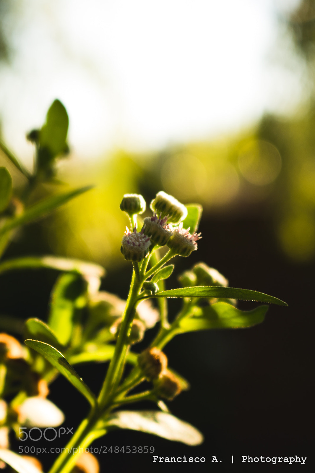 Canon EOS 750D (EOS Rebel T6i / EOS Kiss X8i) sample photo. Flores photography