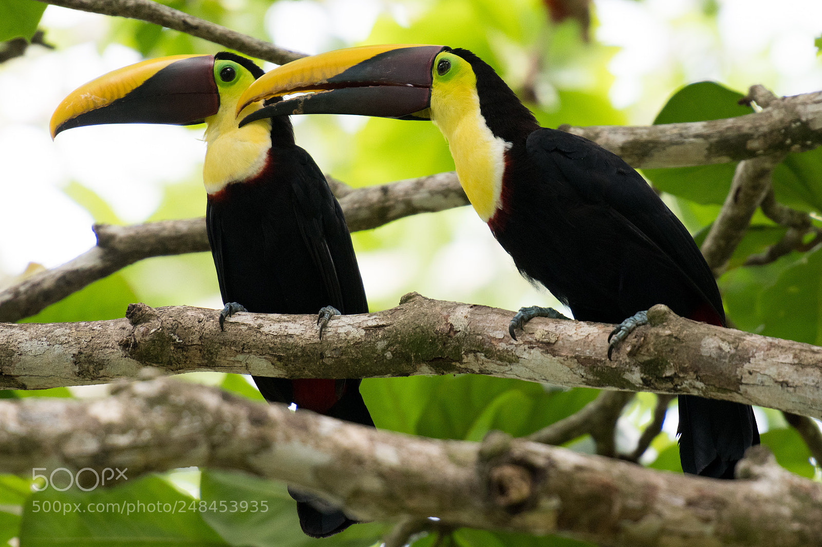 Nikon D500 sample photo. Toucans photography