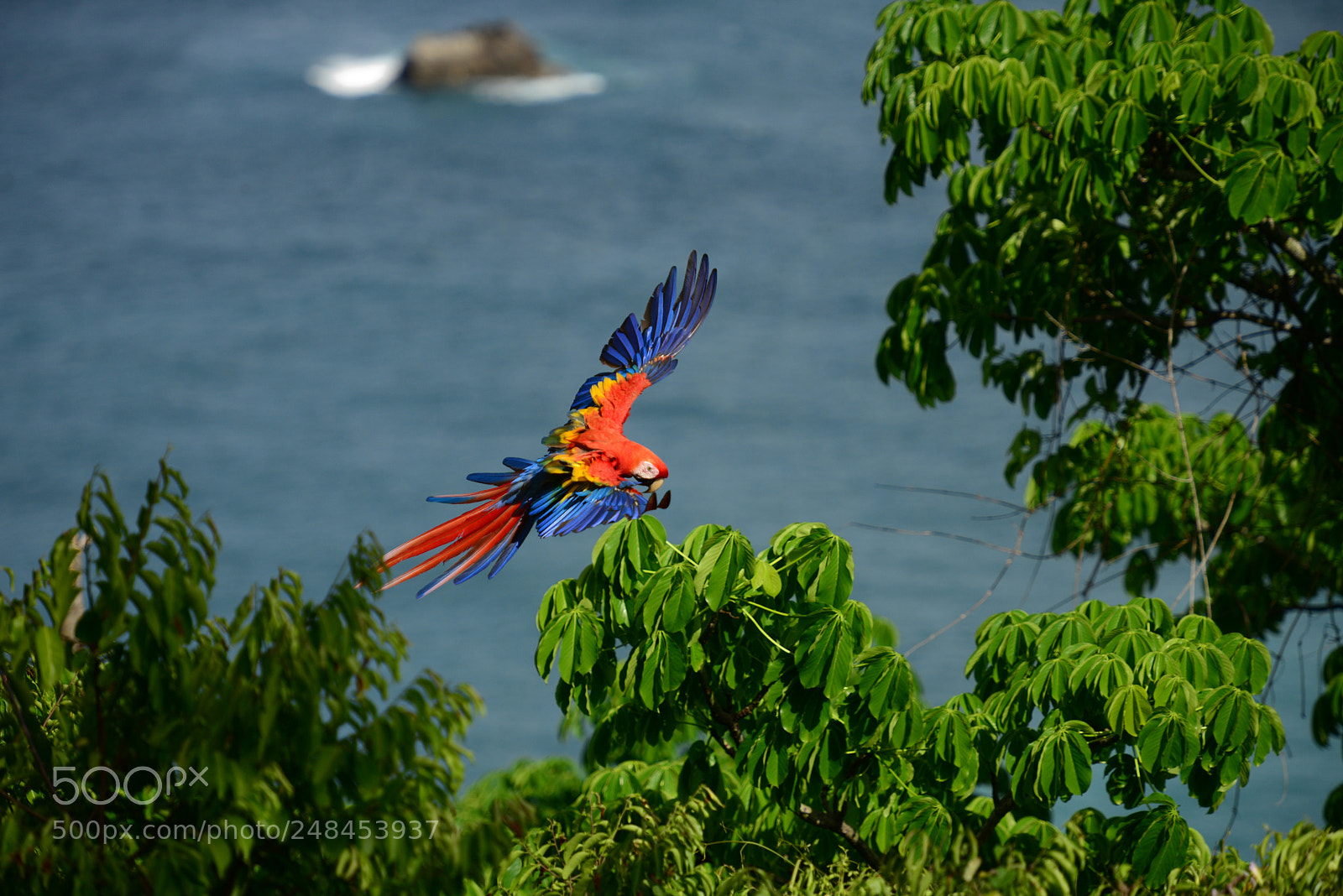 Nikon D800 sample photo. Macaw photography