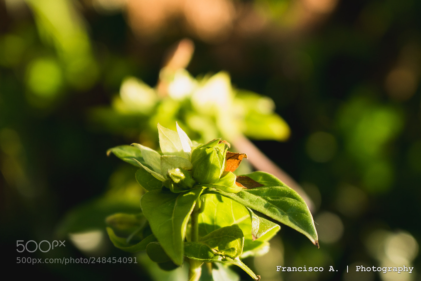 Canon EOS 750D (EOS Rebel T6i / EOS Kiss X8i) sample photo. Flores 2 photography