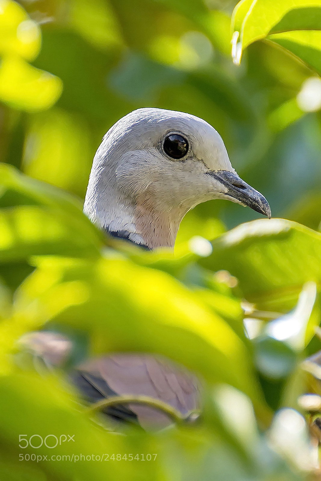 Nikon D7100 sample photo. Face and eyes red photography