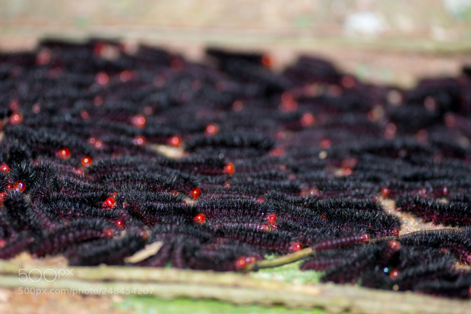 Nikon D800 sample photo. Caterpillars photography