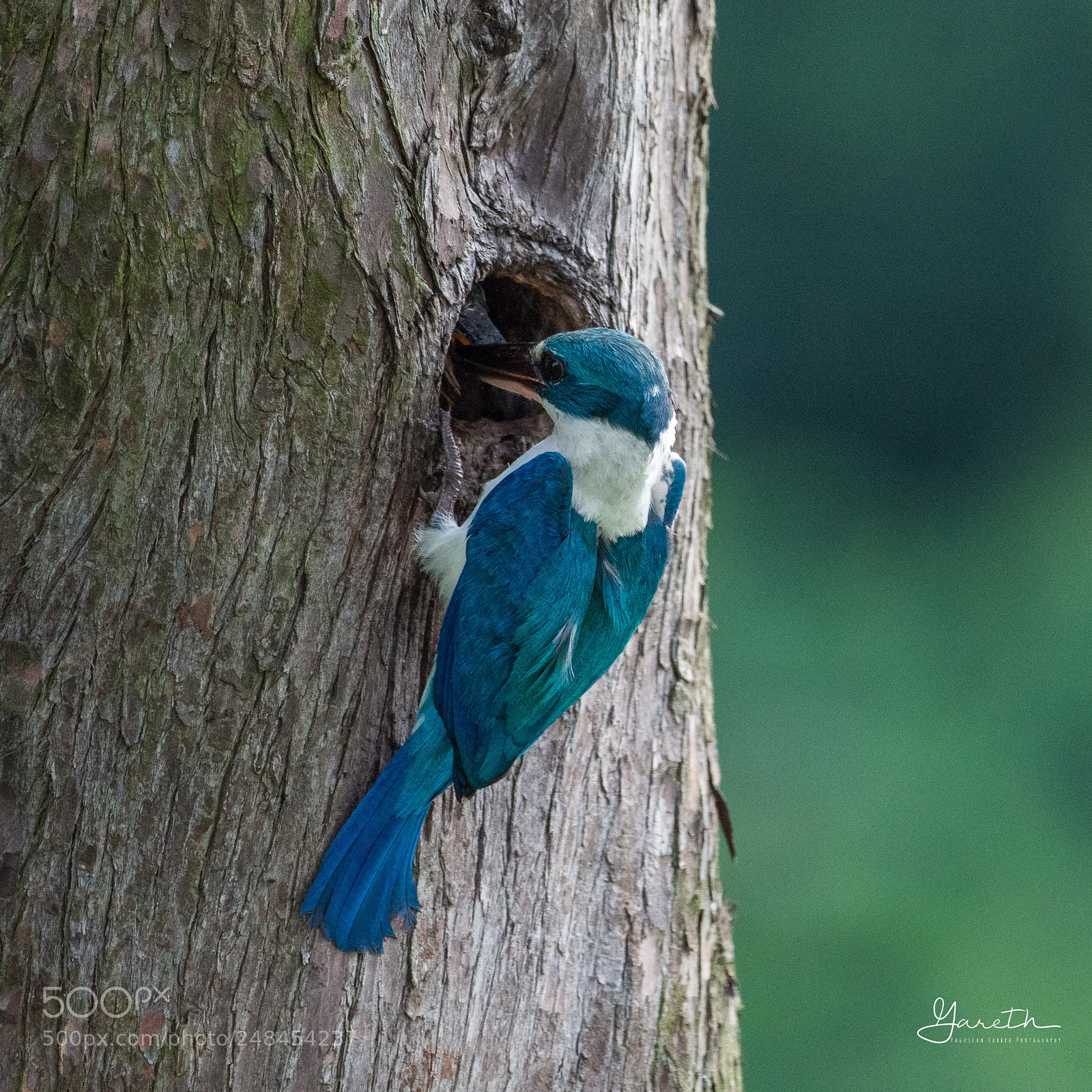 Nikon D7200 sample photo. Collared kingfisher photography