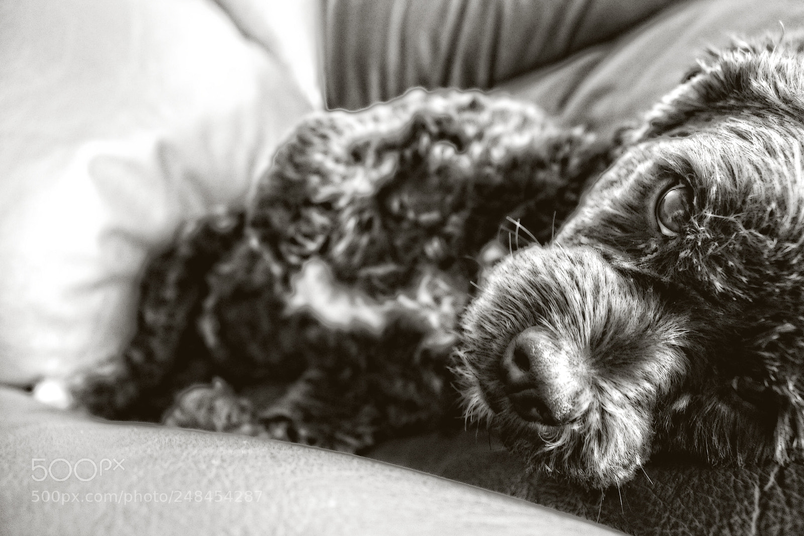 Canon EOS 650D (EOS Rebel T4i / EOS Kiss X6i) sample photo. Ben photography