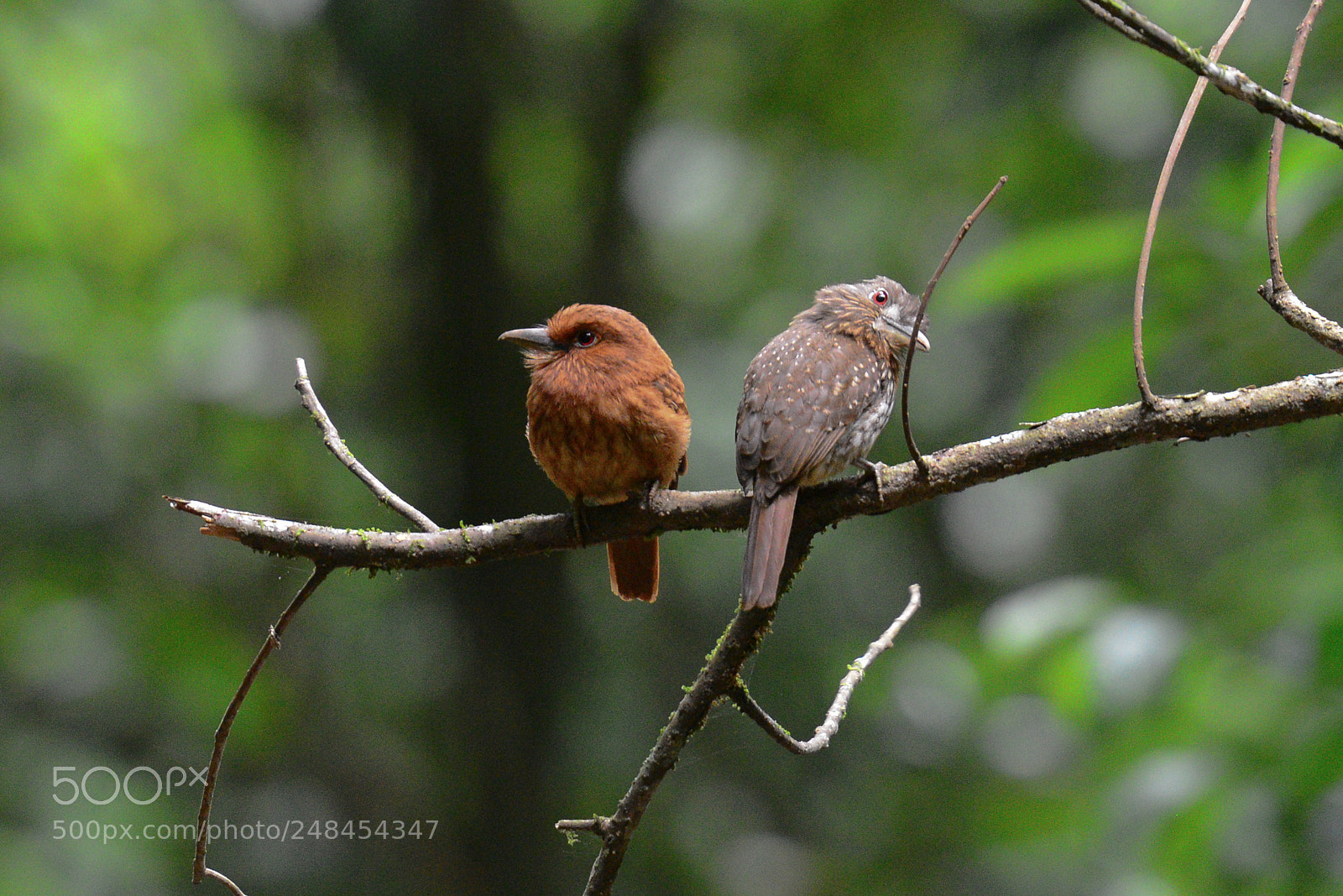 Nikon D800 sample photo. Puffbirds photography