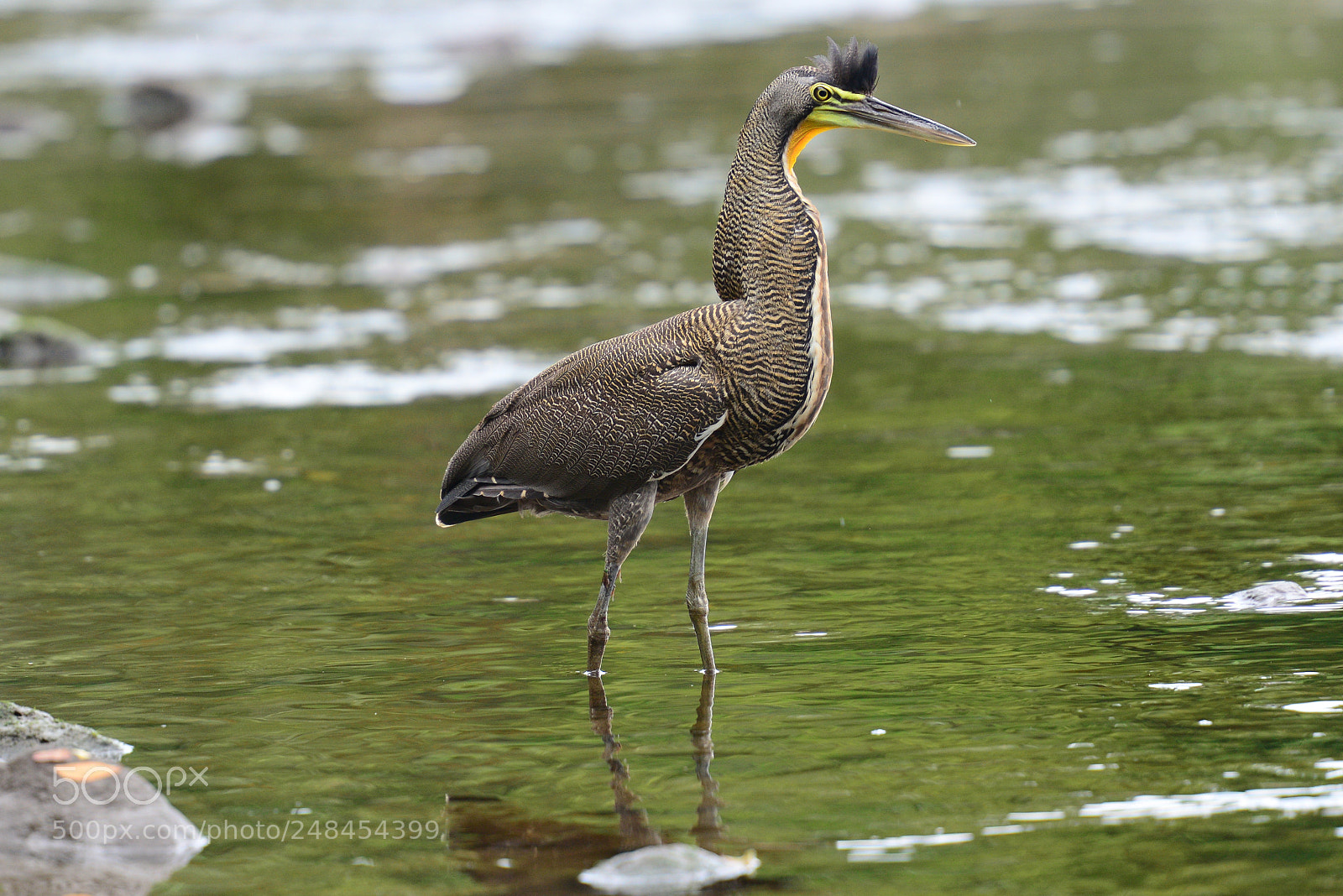 Nikon D800 sample photo. Fasciated tiger heron photography