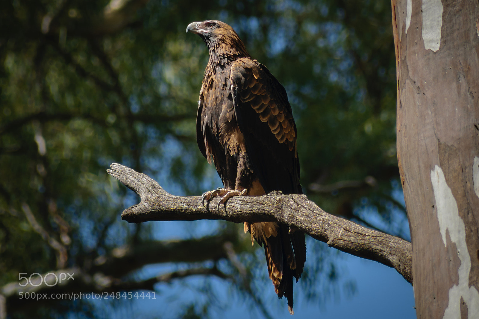 Nikon D5300 sample photo. Wedge-tailed eagle photography