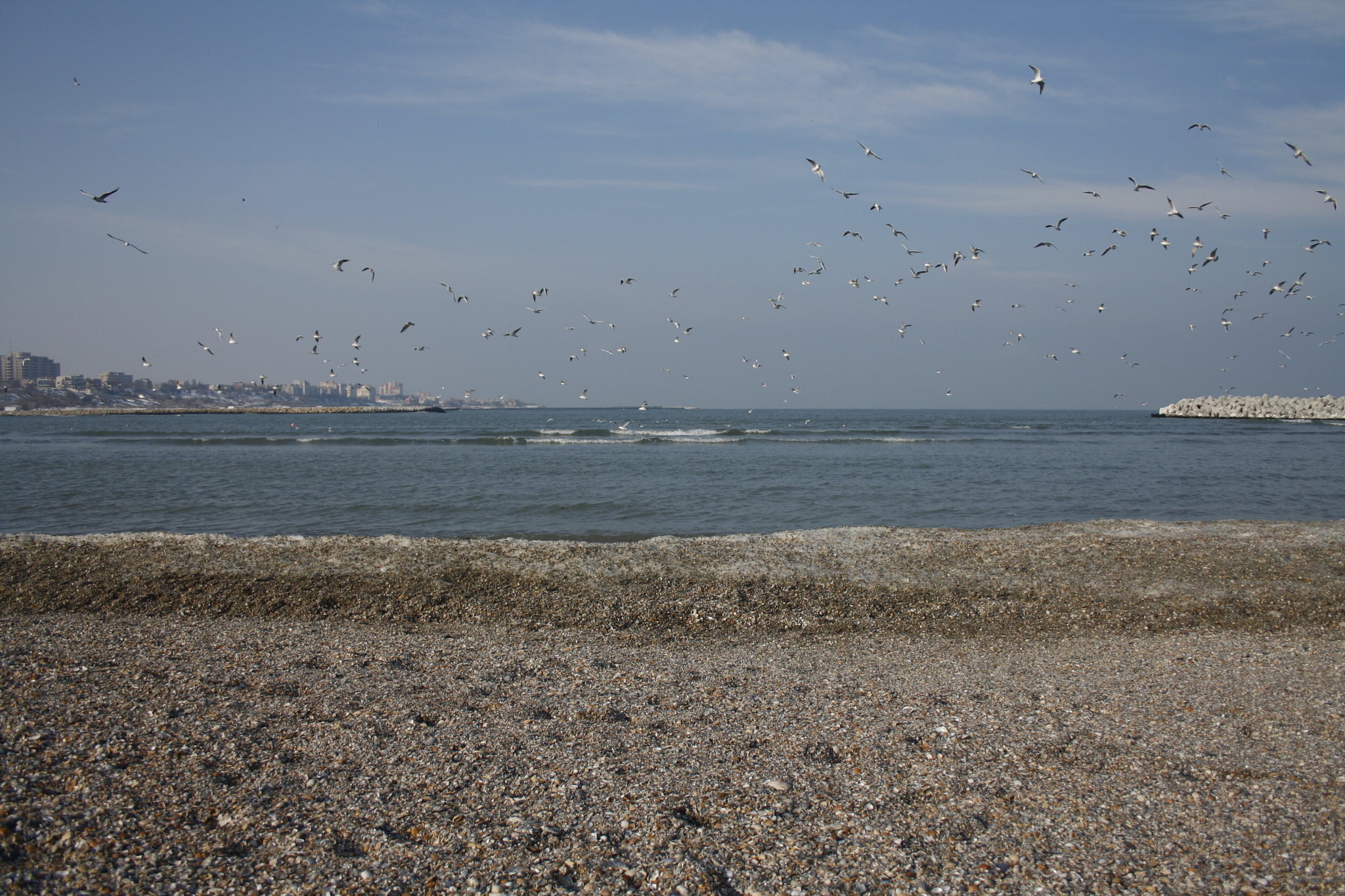 Canon EF-S 18-55mm F3.5-5.6 II sample photo. Seagulls photography