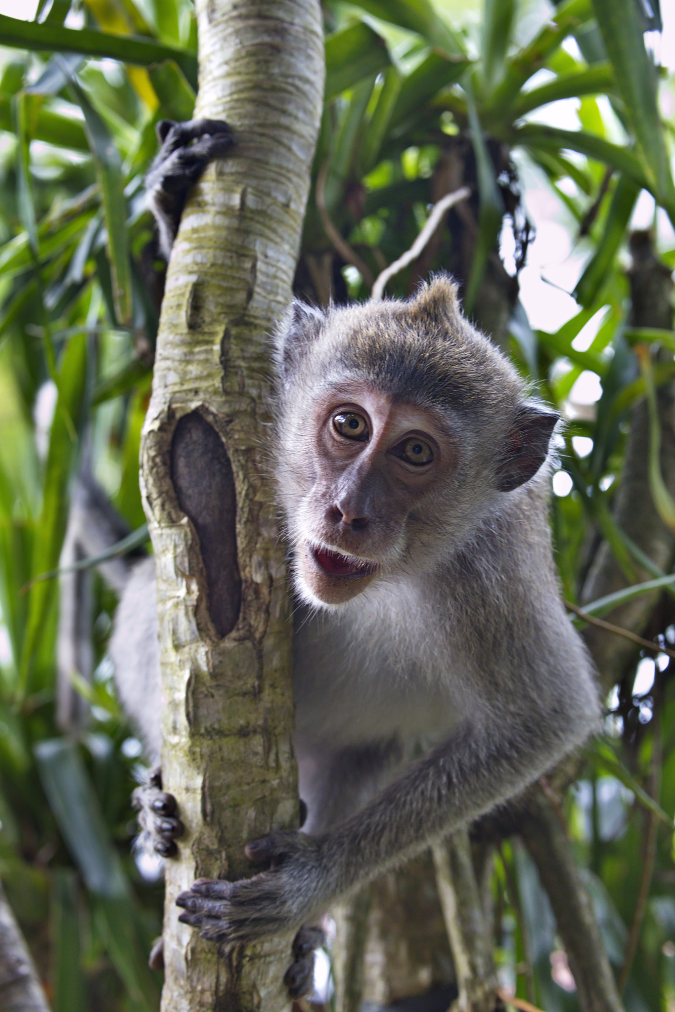 Canon EF 70-300mm F4-5.6L IS USM sample photo. Monkey stare down photography