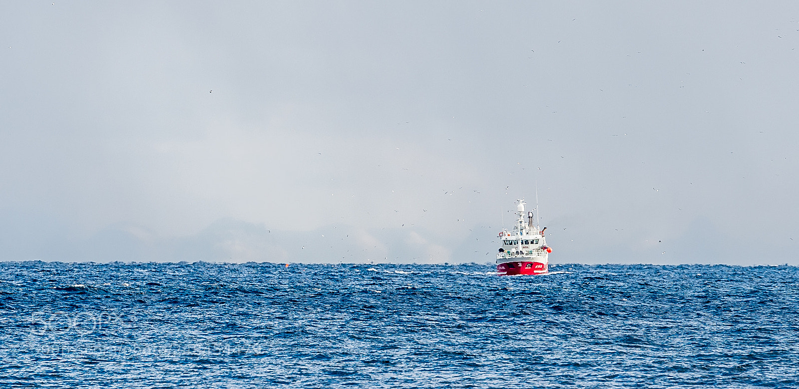 Nikon D610 sample photo. Fishy business photography