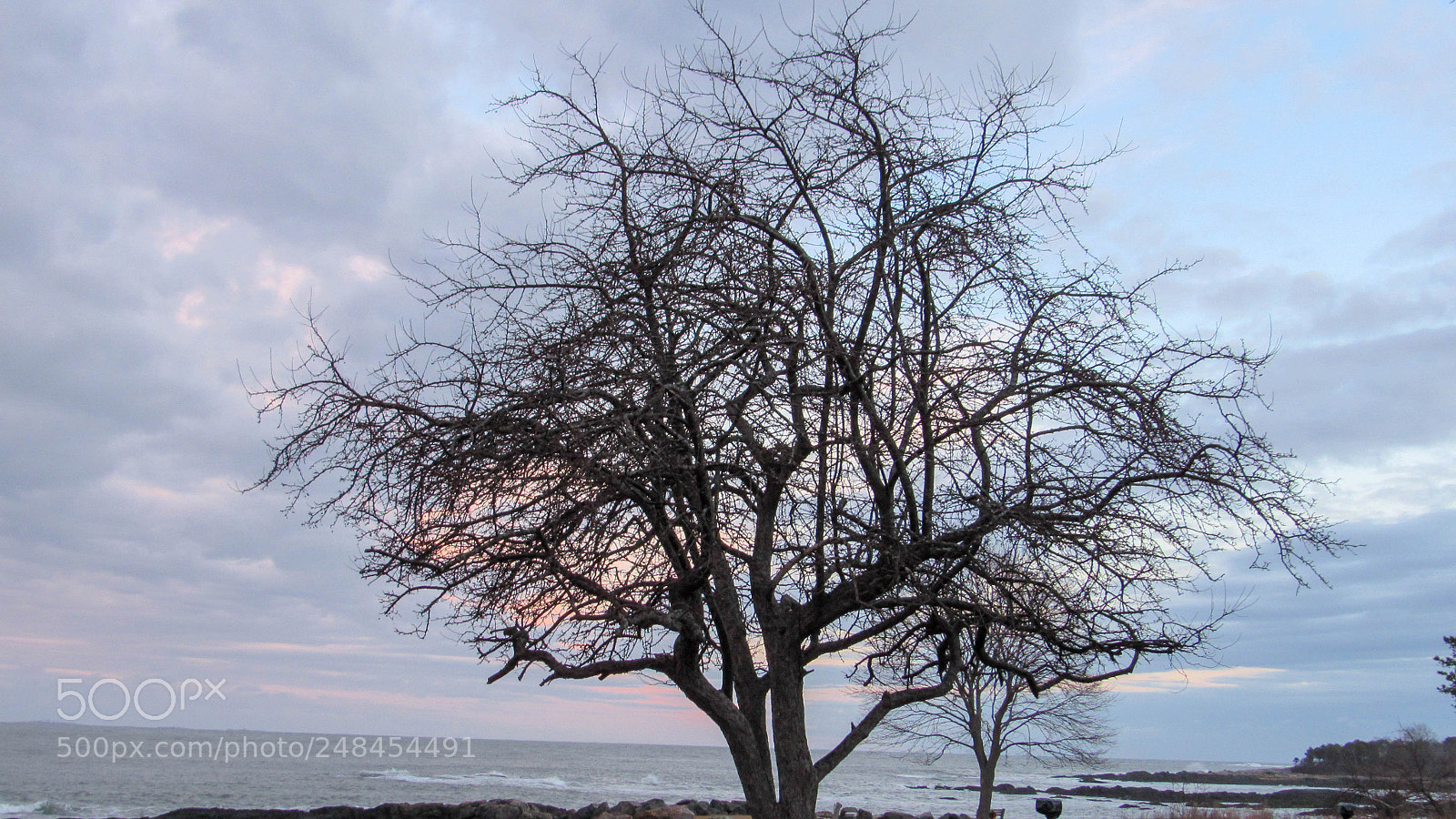 Canon PowerShot SX530 HS sample photo. A tree photography
