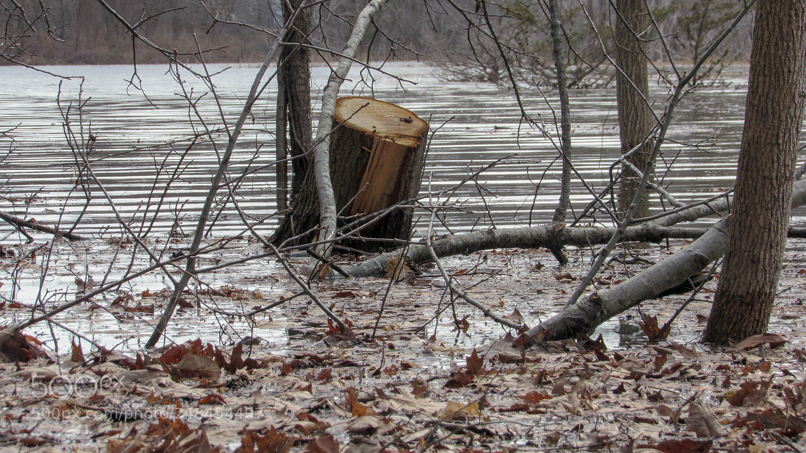 Canon PowerShot SX530 HS sample photo. A stump photography