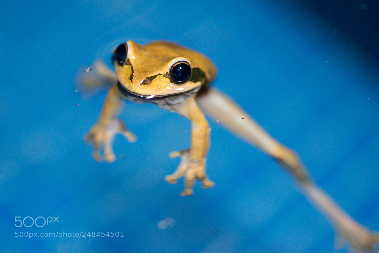 Nikon D800 sample photo. Masked tree frog photography