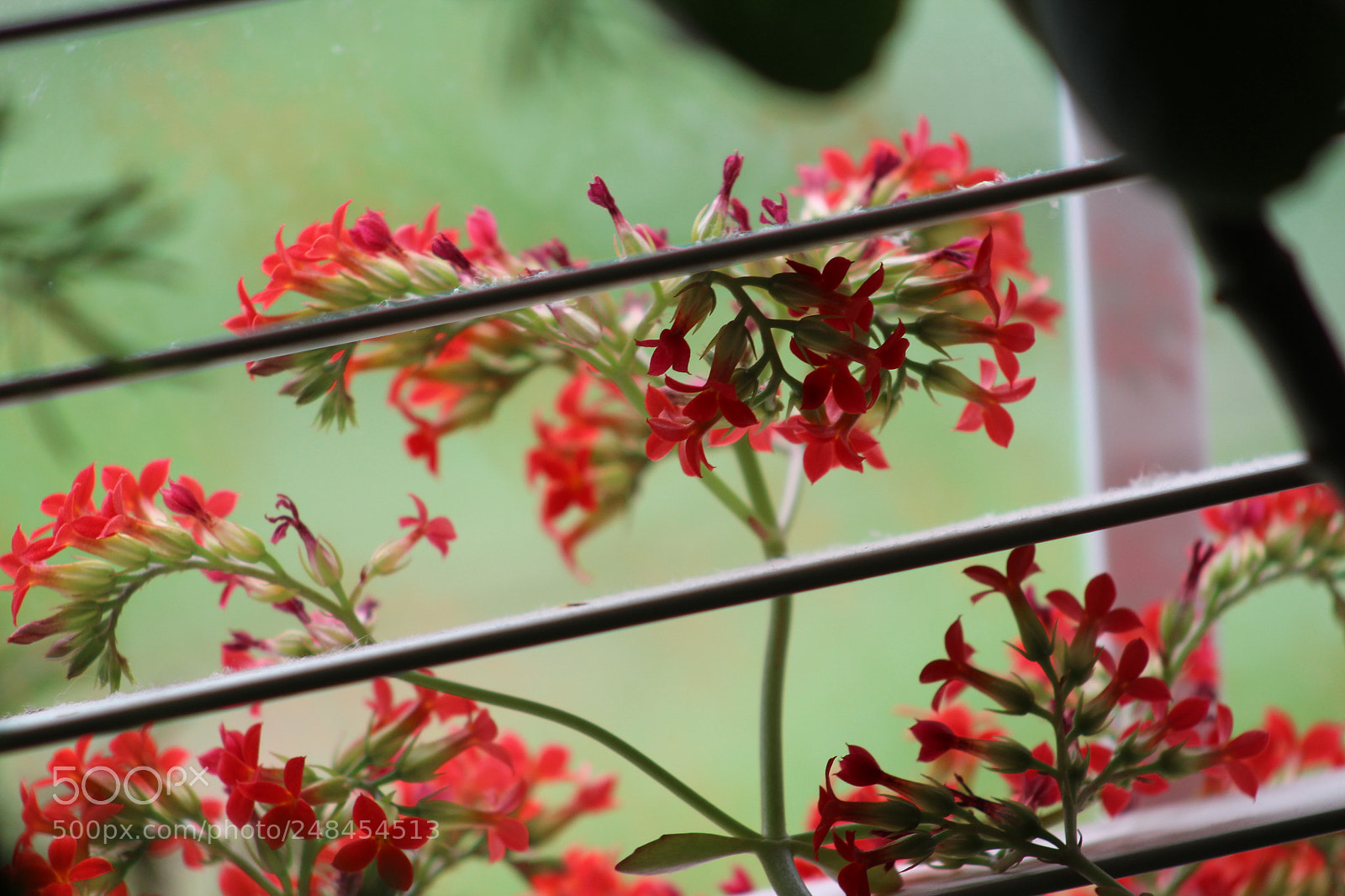 Canon EF 75-300mm f/4-5.6 sample photo. Ruby photography