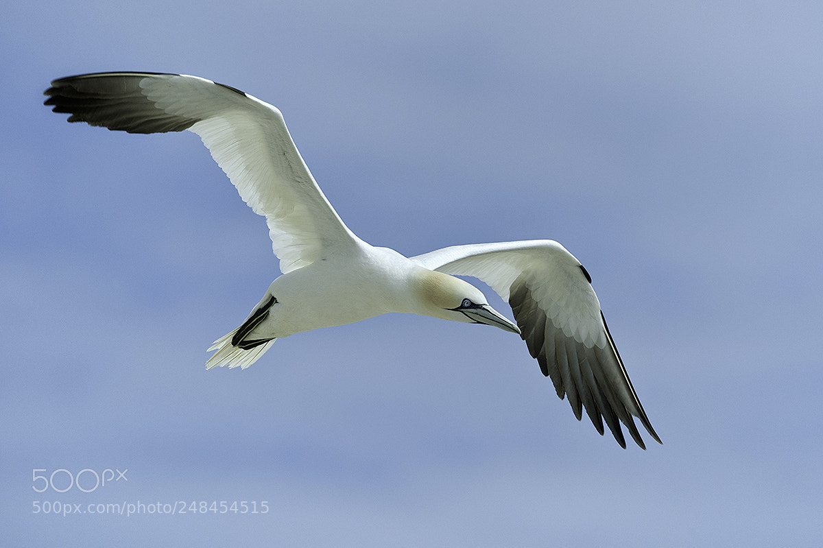 Nikon D3X sample photo. Northern gannet morus bassana photography