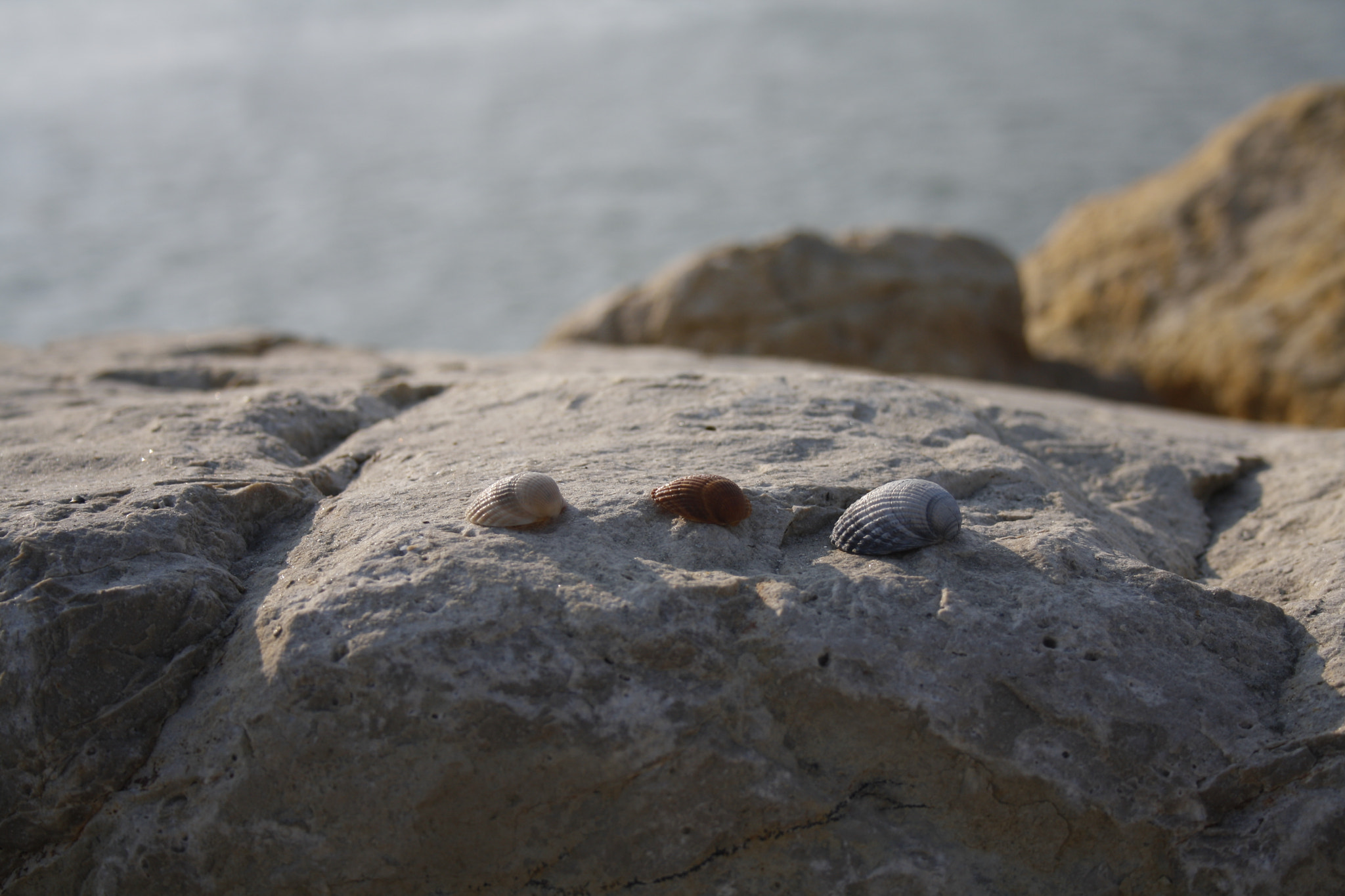 Canon EF-S 18-55mm F3.5-5.6 II sample photo. Seashells photography