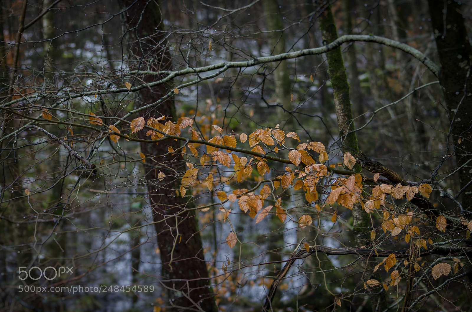Nikon D5100 sample photo. Leaf - nature photography