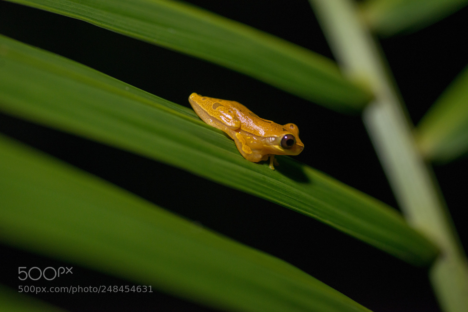 Nikon D800 sample photo. Banana frog photography