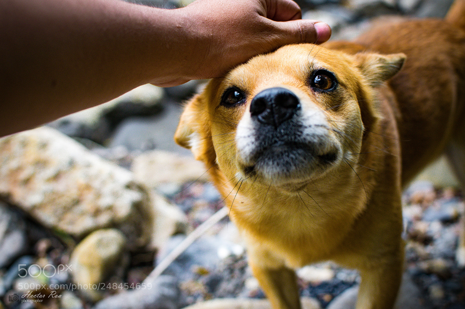 Nikon D5300 sample photo. Loyal friend photography