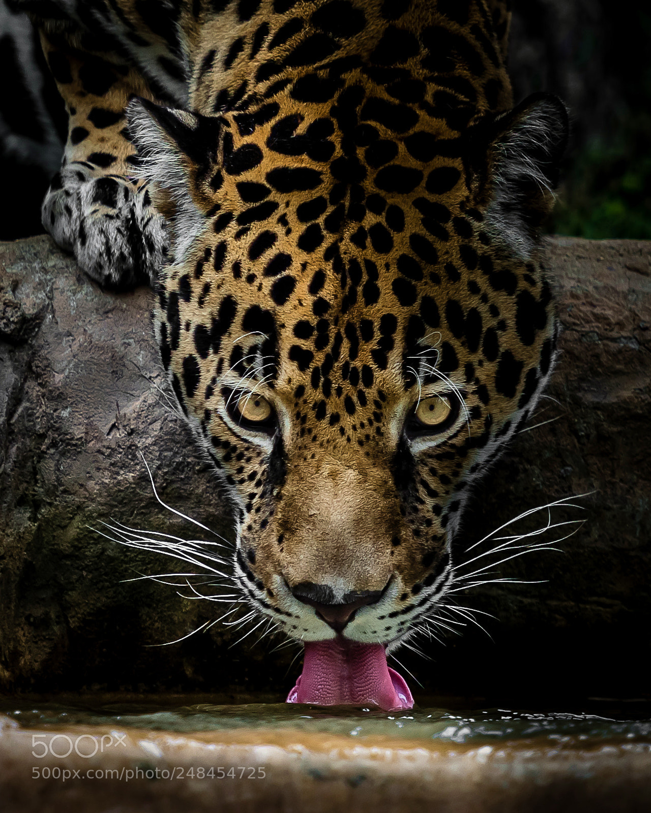 Nikon D810 sample photo. Jaguar photography