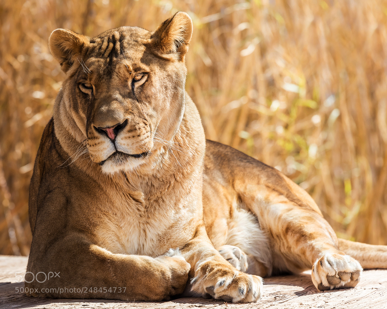 Nikon D810 sample photo. Lioneess photography