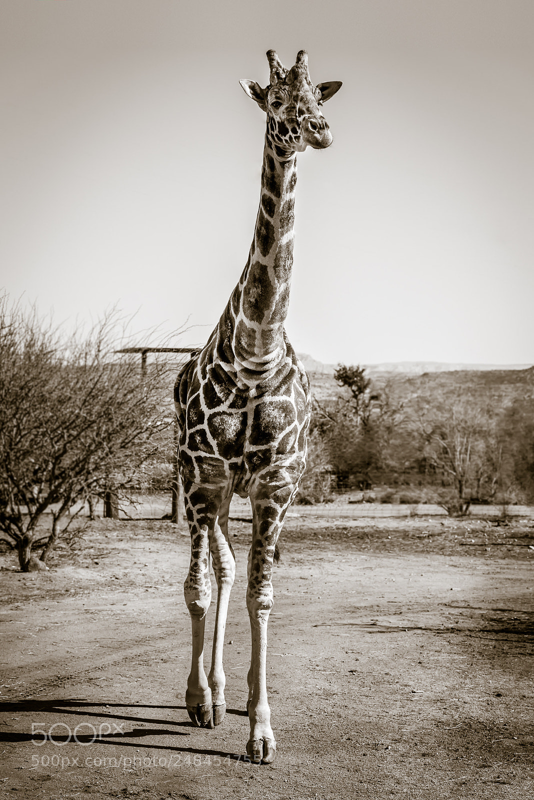 Nikon D810 sample photo. Giraffe photography