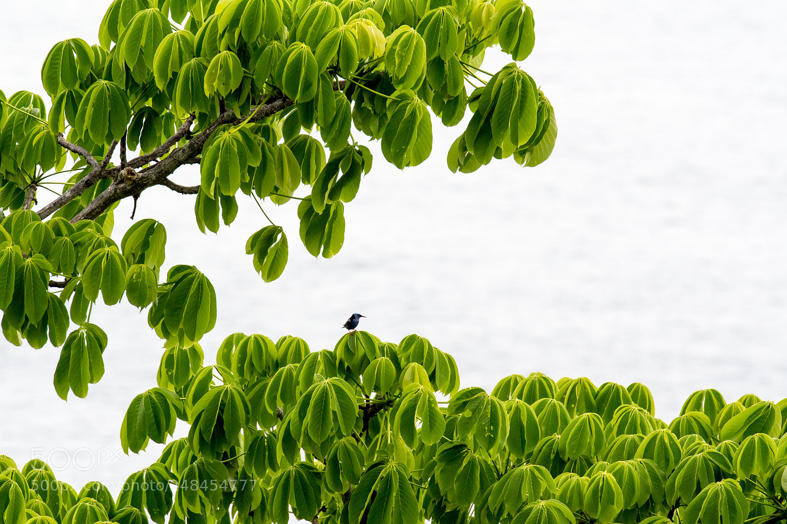 Nikon D500 sample photo. Red legged honey creeper photography