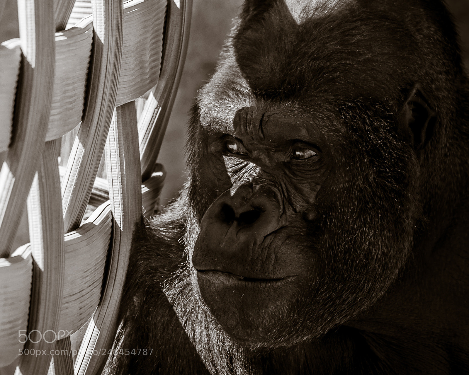 Nikon D810 sample photo. Gorilla photography