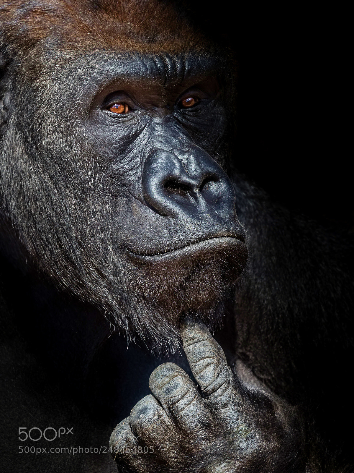 Nikon D810 sample photo. Gorilla photography