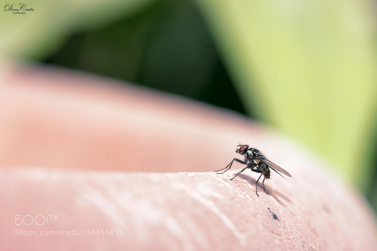 Nikon D800 sample photo. Mosca photography