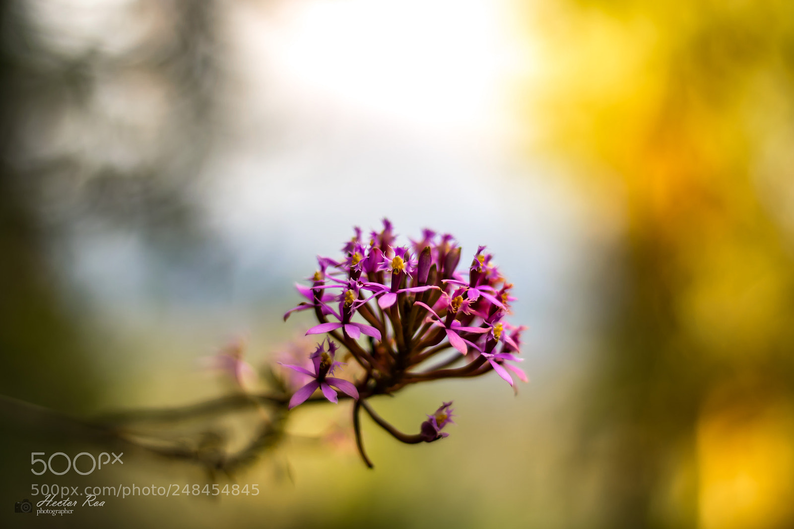 Nikon D5300 sample photo. Violet flowers photography