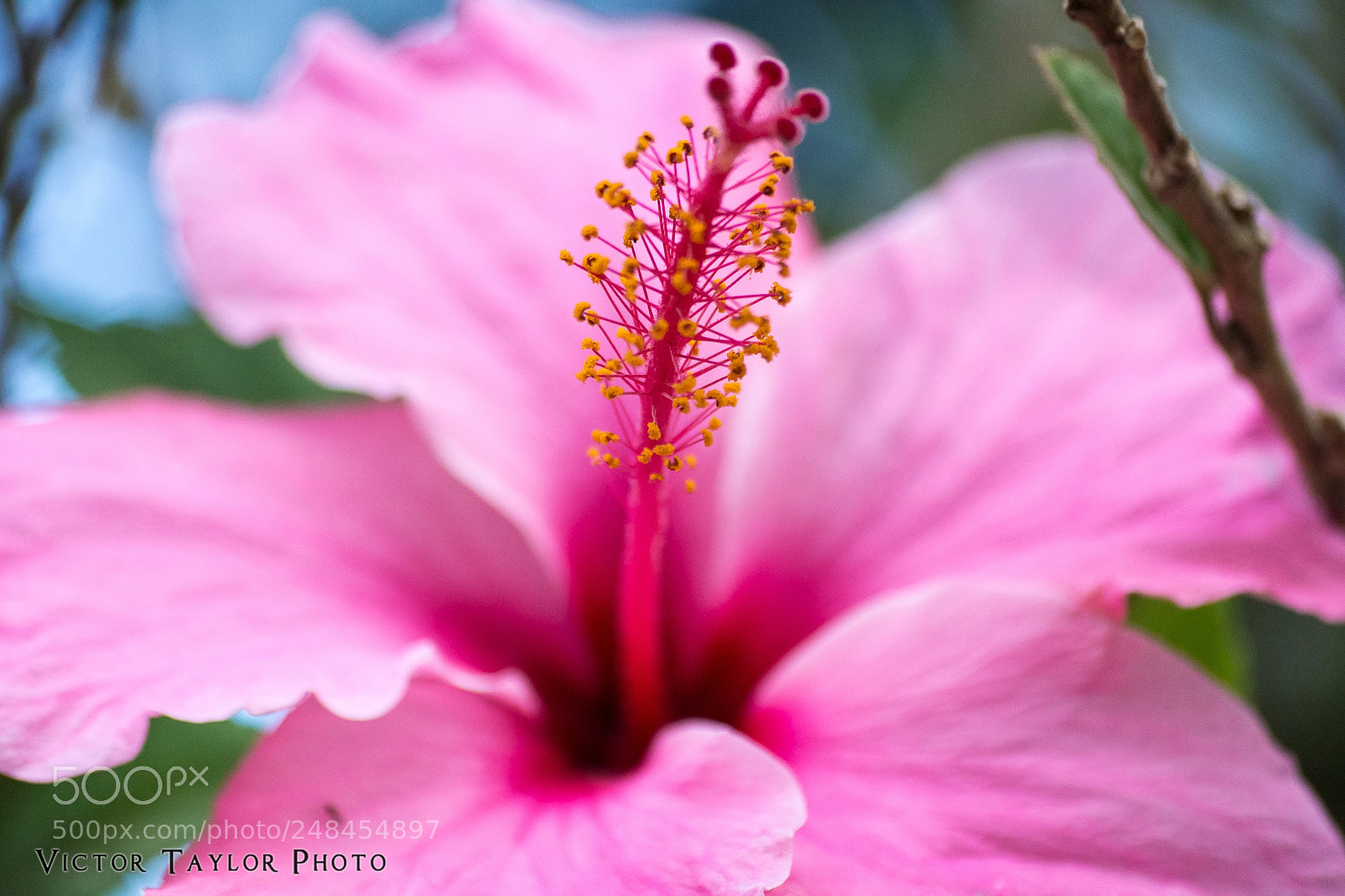 Nikon D7100 sample photo. Hermosa photography