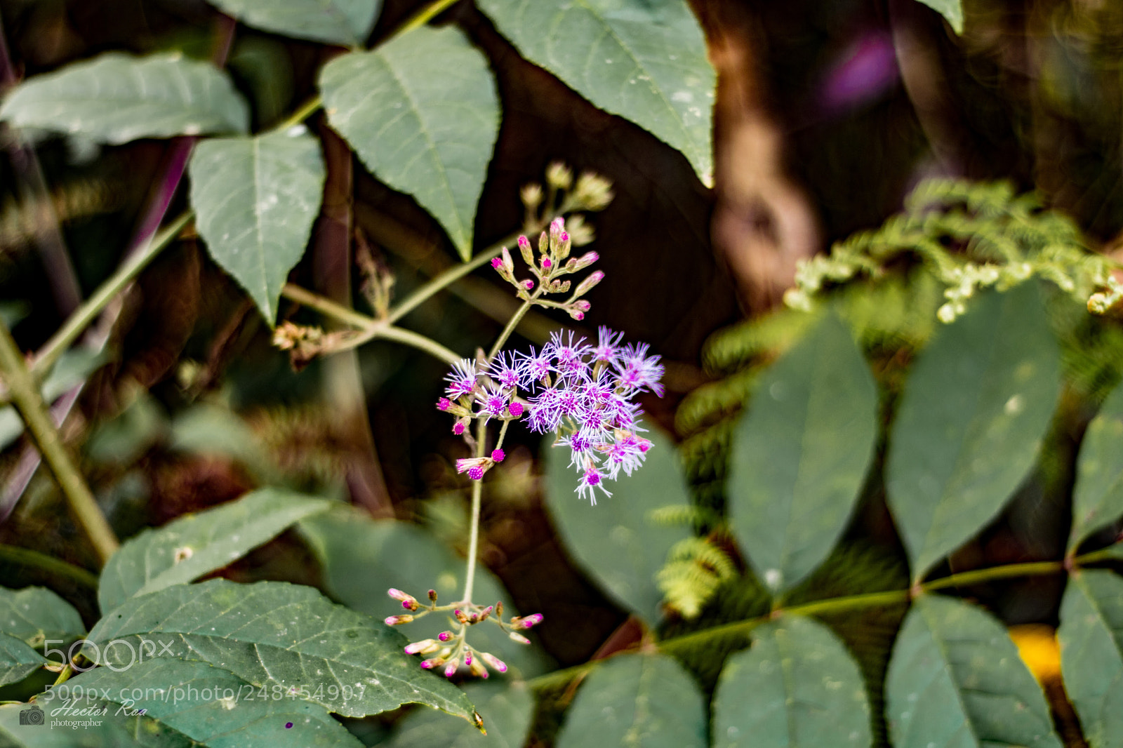 Nikon D5300 sample photo. Violet flowers 2 photography
