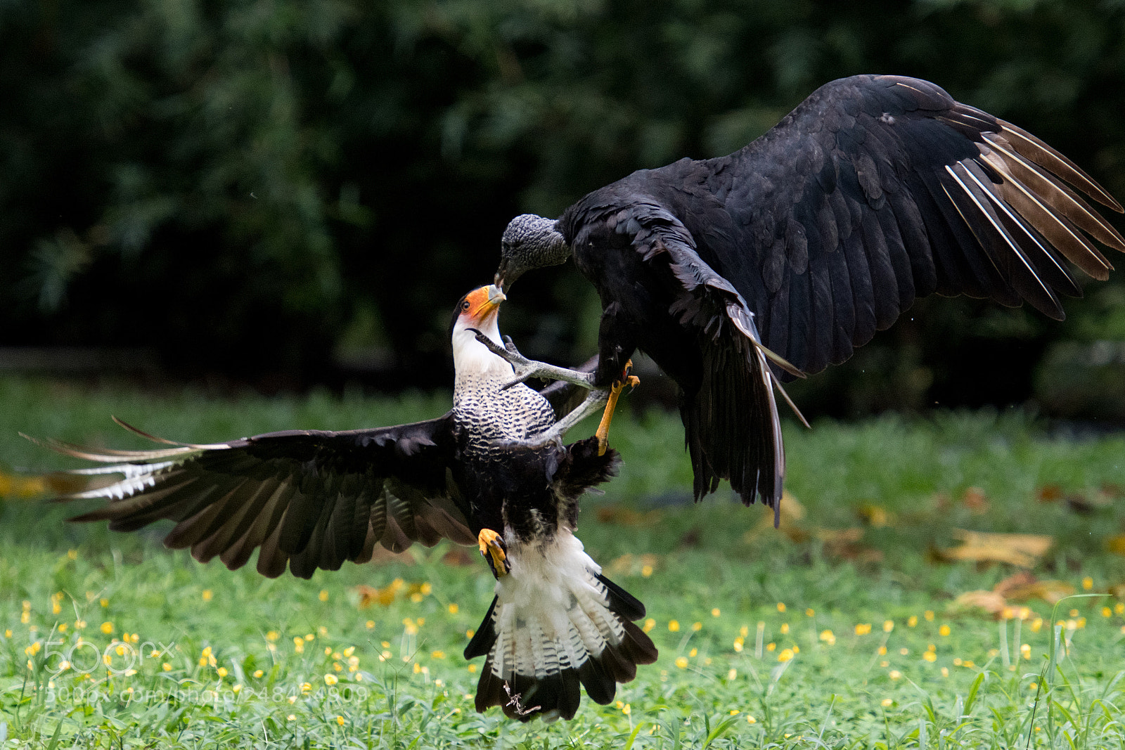 Nikon D500 sample photo. Crested caracara and vulture photography