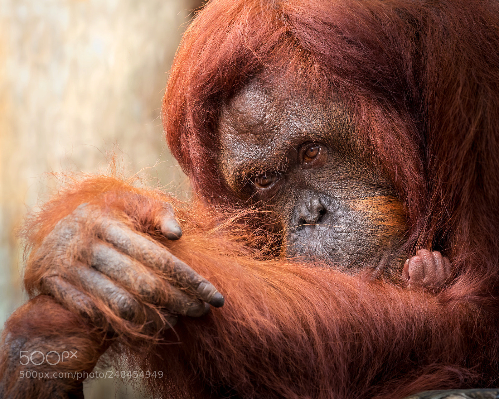 Nikon D810 sample photo. Orangutan photography