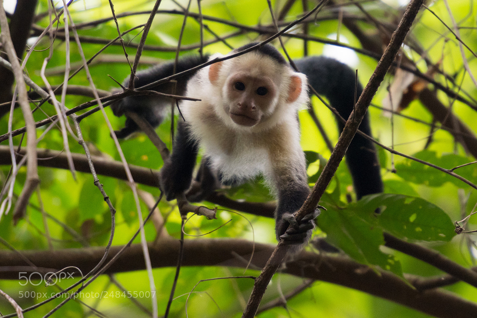 Nikon D500 sample photo. White faced capuchin monkey photography
