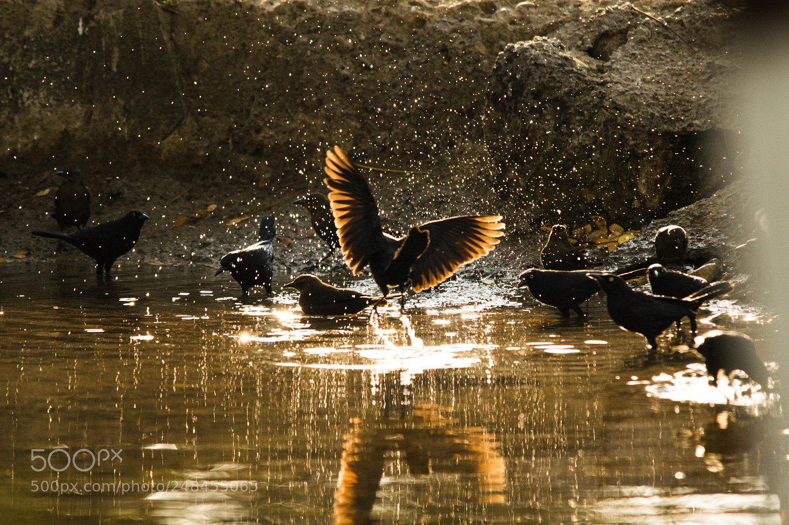 Nikon D5300 sample photo. Birds photography