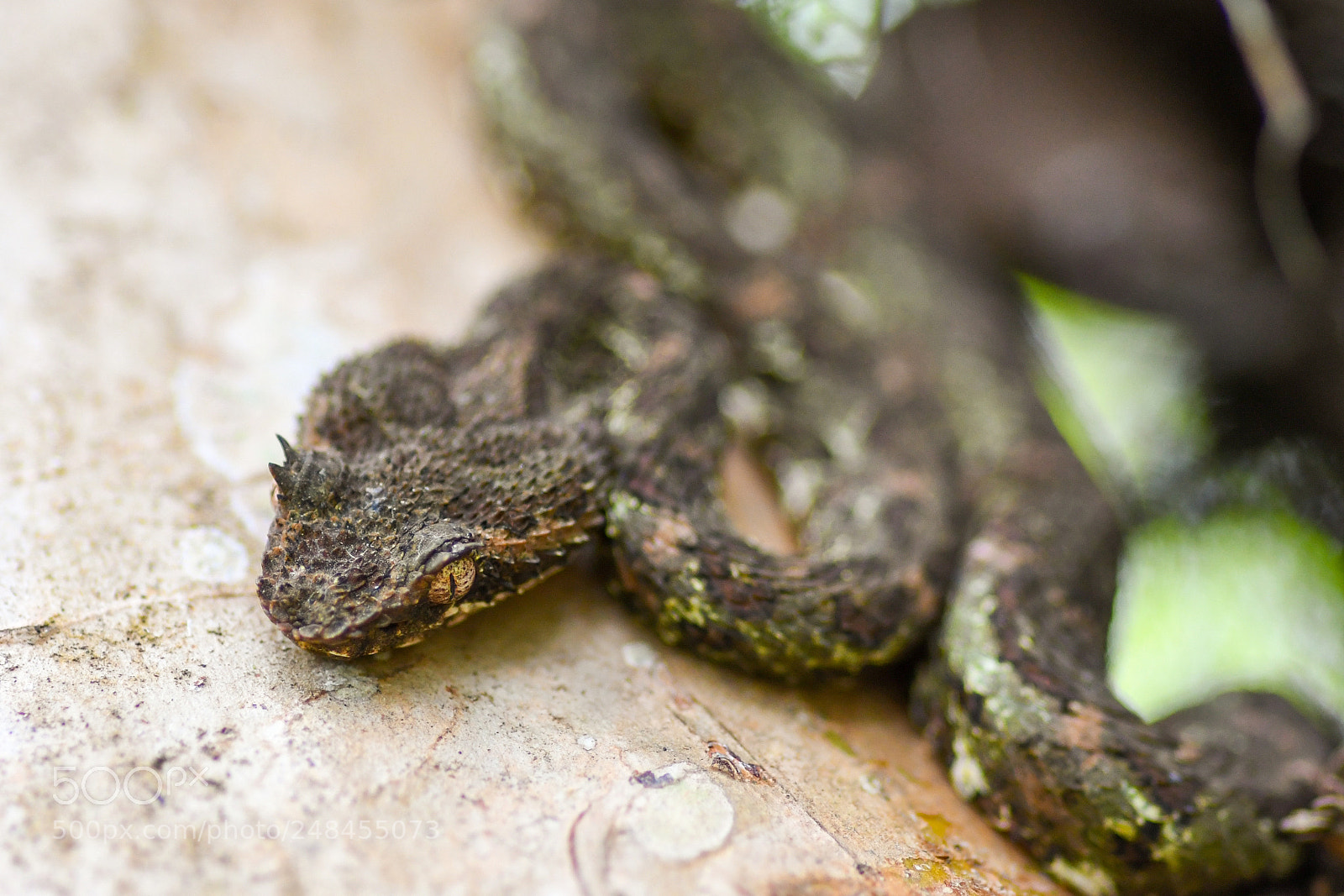Nikon D500 sample photo. Eyelash viper photography